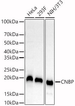 CNBP antibody