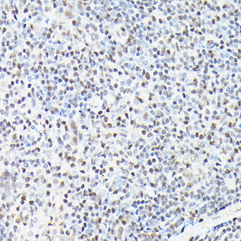 CTCF antibody