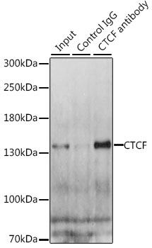 CTCF antibody