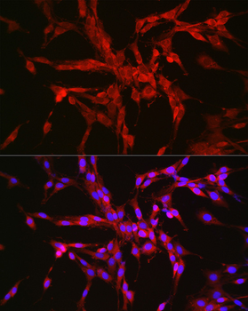 CTNNA2 antibody