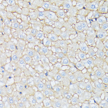 CTNNA2 antibody