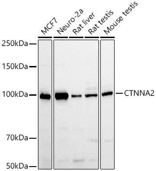 CTNNA2 antibody