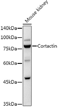 CTTN antibody