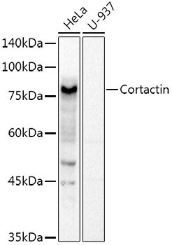 CTTN antibody