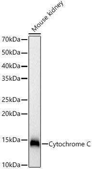 Cytochrome C antibody