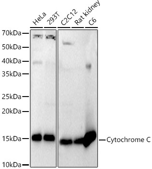 Cytochrome C antibody