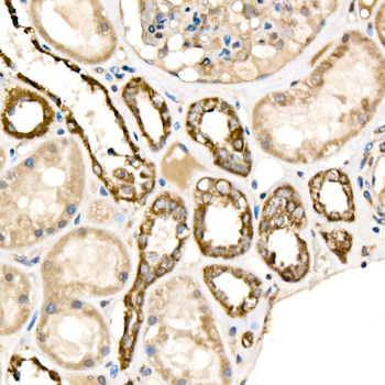 Cytochrome C antibody