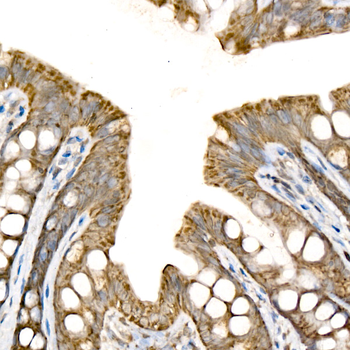 Cytochrome C antibody