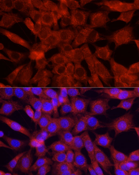 Cytochrome C antibody