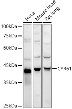 CYR61 antibody