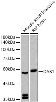 DAB1 antibody