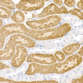 DDC antibody