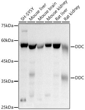 DDC antibody