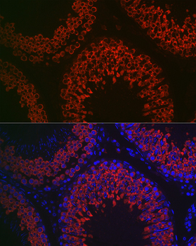 DDX4 antibody