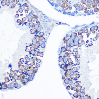 DDX4 antibody