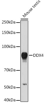 DDX4 antibody