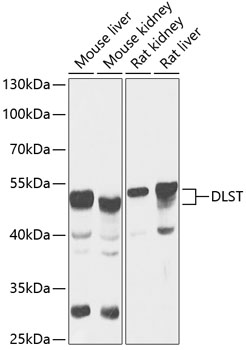 DLST antibody