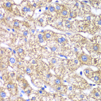 DLST antibody