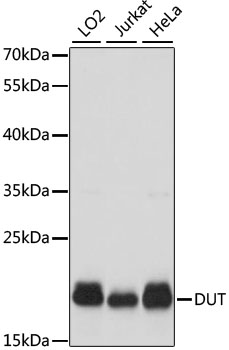 DUT antibody