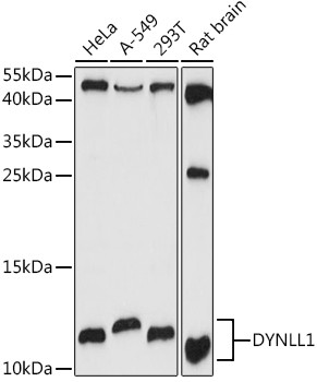 DYNLL1 antibody