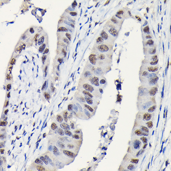 DYNLL1 antibody