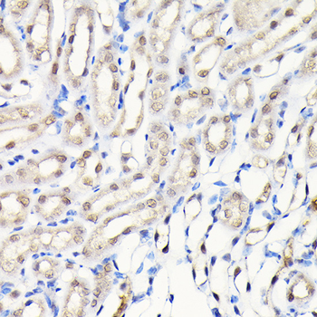 DYNLL1 antibody