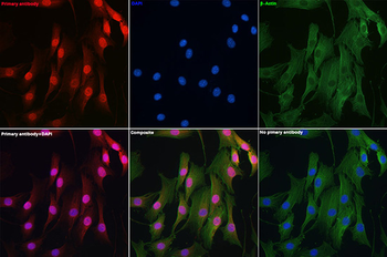 DYNLL1 antibody