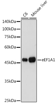 EEF1A1 antibody