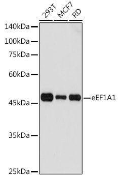 EEF1A1 antibody