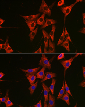 EEF1A1 antibody