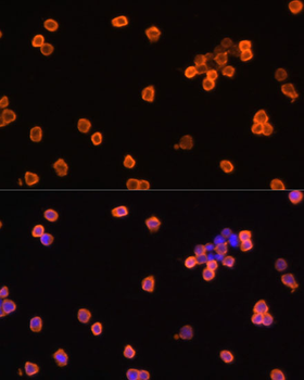 EEF1A1 antibody