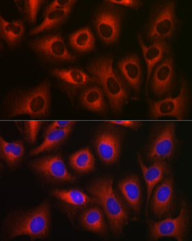 EEF1A1 antibody