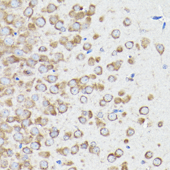 EEF1A1 antibody