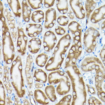 EEF1A1 antibody