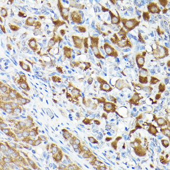 EEF1A1 antibody