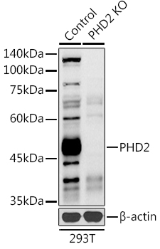 EGLN1 antibody