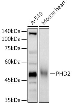 EGLN1 antibody