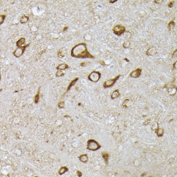 EGLN1 antibody