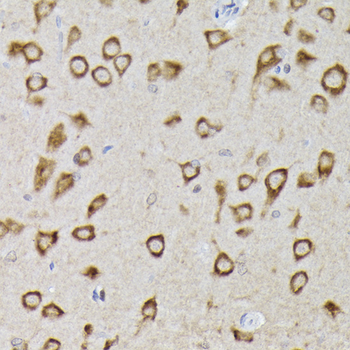 EGLN1 antibody