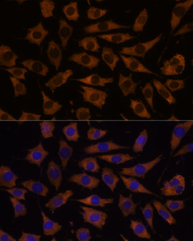 EIF5B antibody