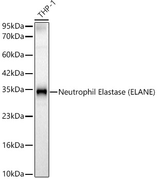 Neutrophil Elastase antibody