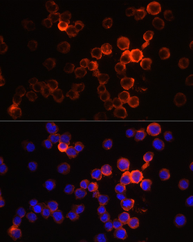 Neutrophil Elastase antibody