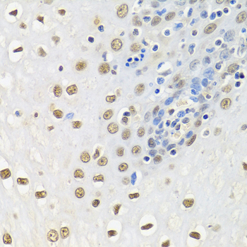 ELAVL1 antibody