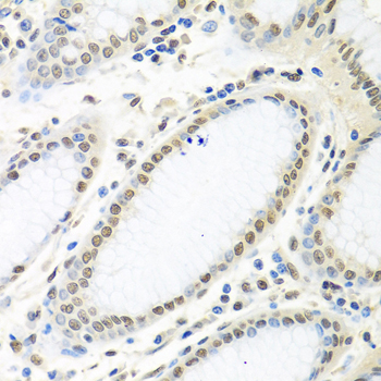 ELAVL1 antibody