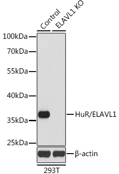 ELAVL1 antibody