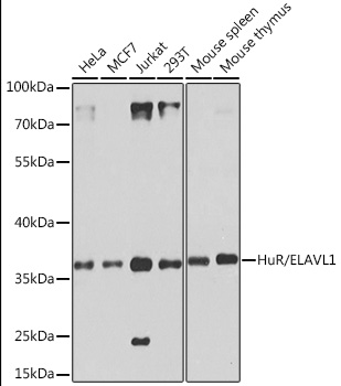 ELAVL1 antibody