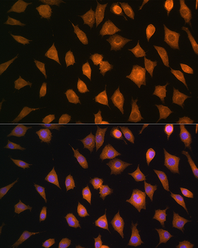 ELOVL4 antibody