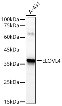 ELOVL4 antibody