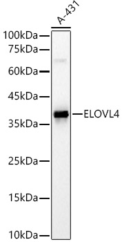 ELOVL4 antibody