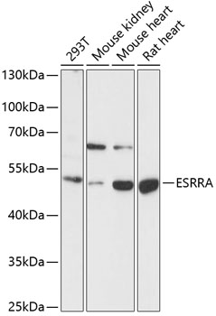 ESRRA antibody